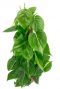 Philodendron grand brasil kamerplant