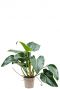 Philodendron green beauty kamerplant