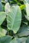 Monstera Siltepecana