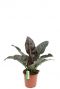 Philodendron imperial red