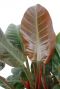 Philodendron imperial red blatt