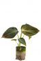 Philodendron melanochrysum planten