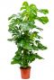 Scindapsus Treubii Dark plant
