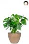 Philodendron monstera en pot