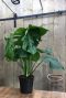 Philodendron monstera planten 19