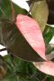 Philodendron pink princess blatt 1