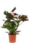 Philodendron pink princess pflanze
