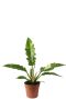 Philodendron ring of fire1