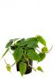 Philodendron scandens hydrokulturpflanze