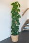 Philodendron scandens im Korb