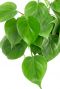 Philodendron scandens Pflanze 