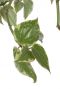 Philodendron scandens hängepflanze