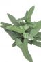 Philodendron silver queen 1