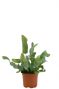 Phlebodium blue star fern