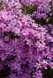 Phlox subulata macdaniel cushion gartenpflanze