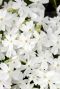 Phlox subulata white gartenpflanze