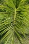 Phoenix canariensis gardenpflanze p15