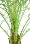 Phoenix roebelenii binnenplant buitenplant 1