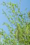 Phyllostachys bissetii bambus p28