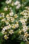 Pittosporum tobira nana bloem