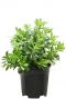 Pittosporum tobira nana plant