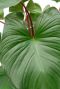 Alocasia Branchifolia Pink Passion blad