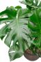 Plant met grote groene bladeren 1