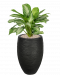 Plantenpakket-met-aglaonema