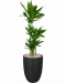 Plantenpakket-met-dracaena