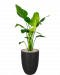 Plantenpakket-met-strelitzia