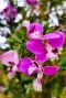 Polygala myrtifolia gartenpflanze