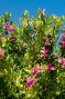 Polygala myrtifolia gartenpflanze 1