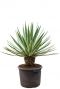 Agave angustifolia