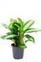 Aglaonema diamond bay