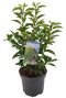 Prunus lusitanica angustifolia p19