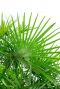 Rhapis humilis groen blad 1