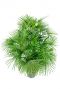 Rhapis humilis palm plant 1