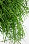 Rhipsalis  pflanze blatt