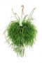 Rhipsalis pulchra - Korallenkaktus