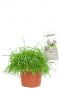 Rhipsalis cashero pflanze