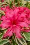 Rhododendron bollywood gartenpflanze 1