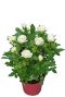 Rosa alaska star wit p12