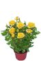 Rosa bling shining star geel p12