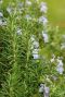 Rosmarinus officinalis 1