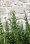 Rosmarinus officinalis gartenpflanze