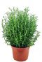 Rosmarinus officinalis tuinplant 1
