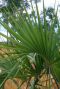 Sabal minor palm gartenpflanze p22