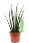 Sansevieria Fernwood Mikado  Bogenhanf