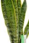 Sansevieria Laurentii