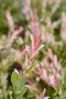 Salix flamingo stam gartenpflanze p17